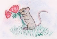 Poppy